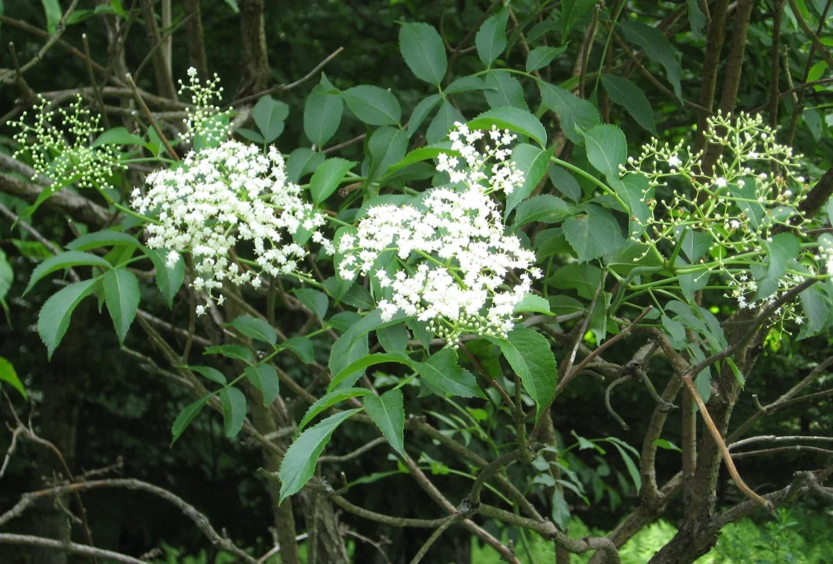 elderberry 005.jpg