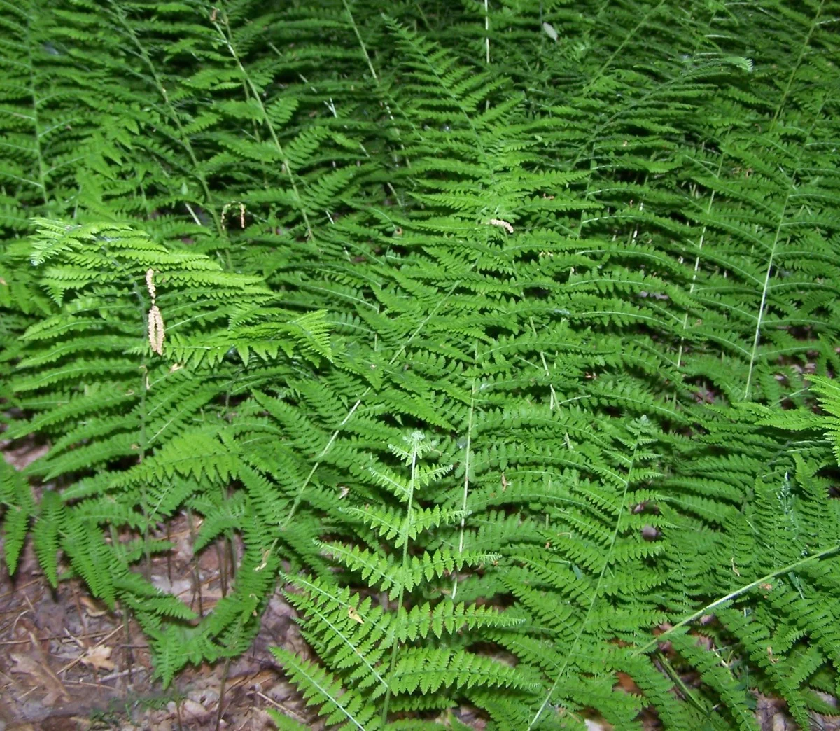 fern1.jpg