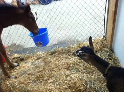 Ali Oop '14 Colt and Friend