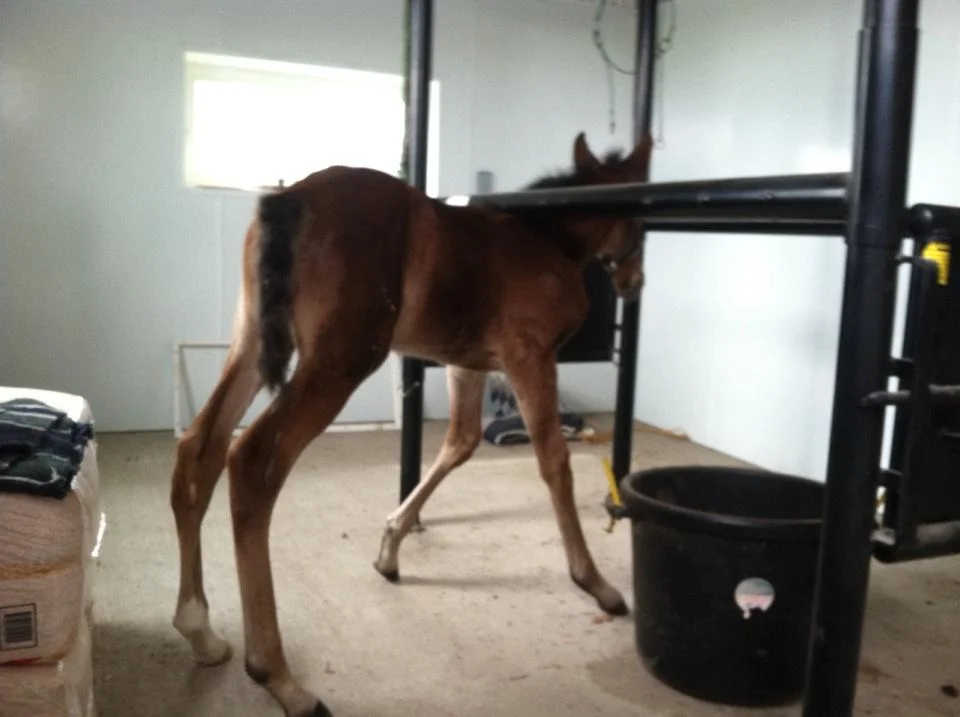Ali Oop '14 colt