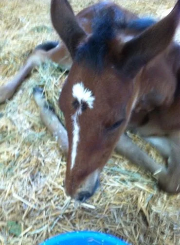 Ali Oop '14 colt