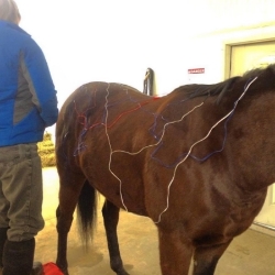 Electro Acupuncture on an Eventer
