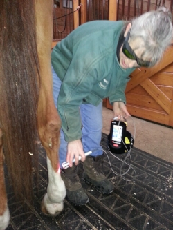 Dr Bonny applying K-Laser therapy to a hind leg with some tendon sheath filling (wind puffs).