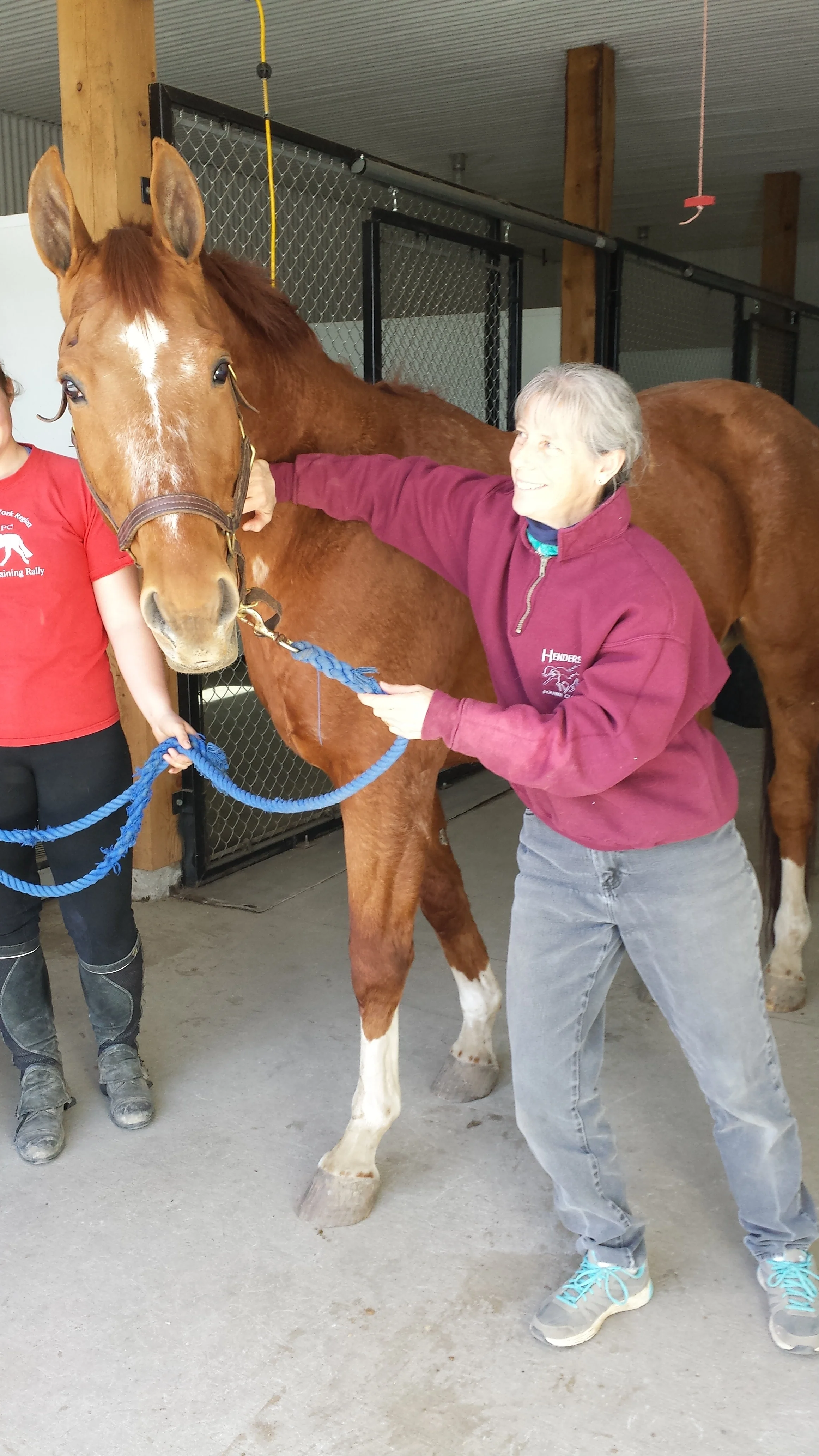 Curious Equine Chiropractic Patient