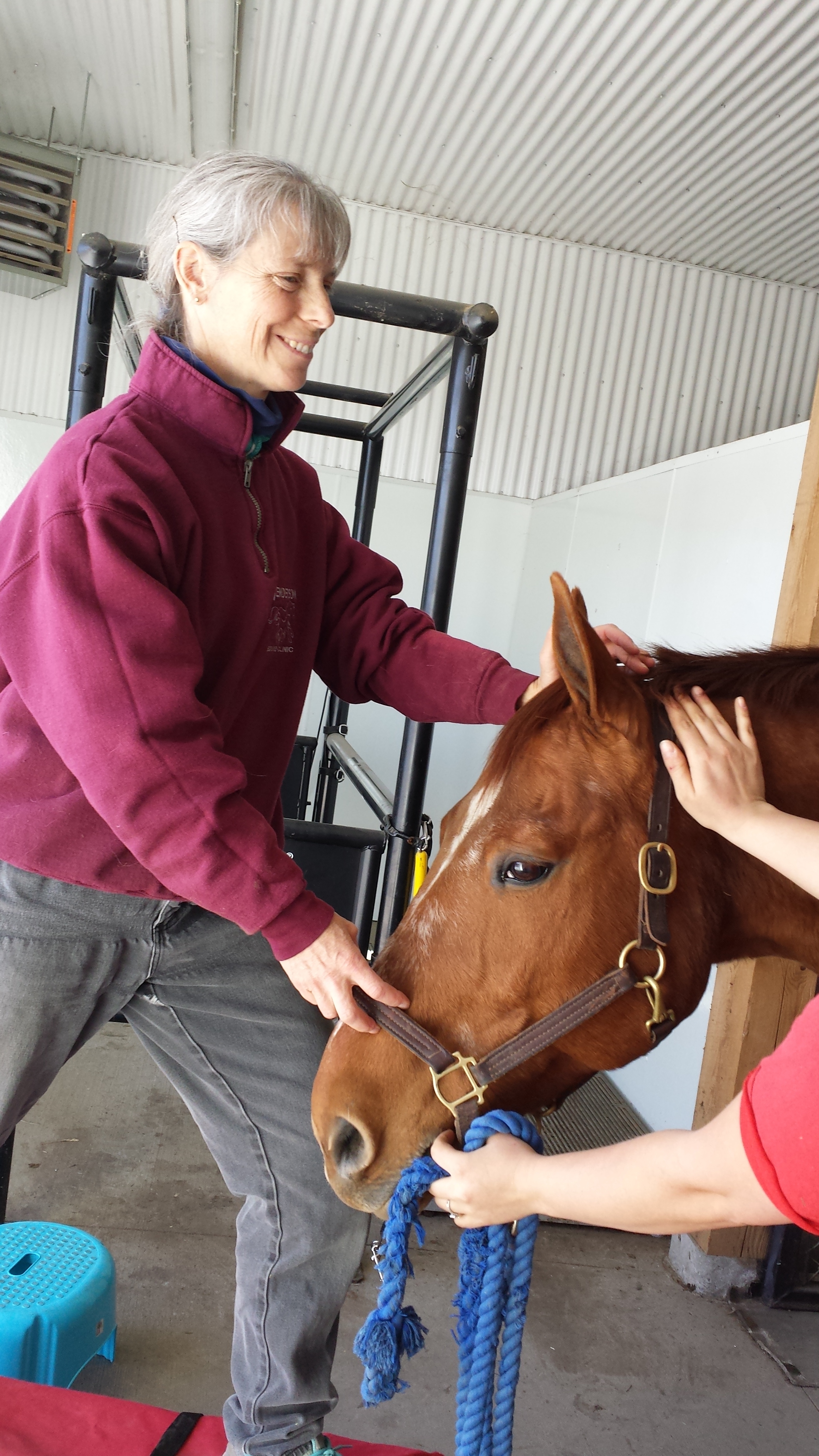 Adjusting the Poll on an Equine Patient