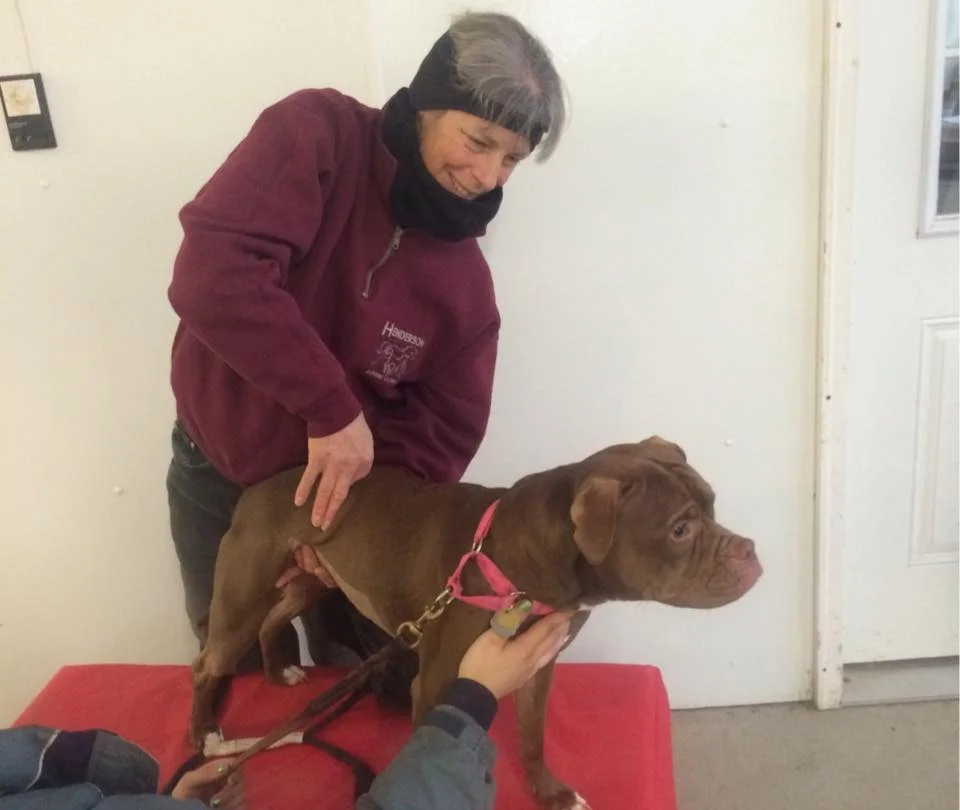 Canine Chiropractic Adjustment