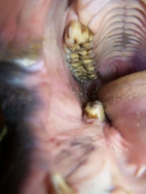 View of Equine Dental arcade (molars) made possible using a full mouth speculum