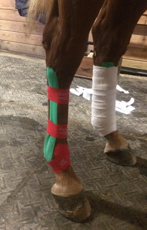 Left Hind taped with a polo wrap for heat activation of the adhesive for taping longevity. Right hind demonstrates taping for support of Suspensory apparatus