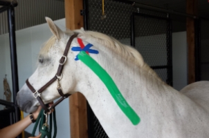 The green tape is performing a Fascial Correction on the neck. The red and blue "star" is treating an acupuncture point.