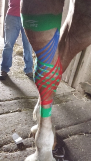 Belgian gelding treated for a "Boggy Hock"