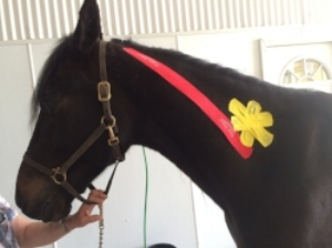 Kinesiology taping to relax hypertonic neck muscles (red) and activate an acupuncture point (yellow) prior to a chiropractic adjustment