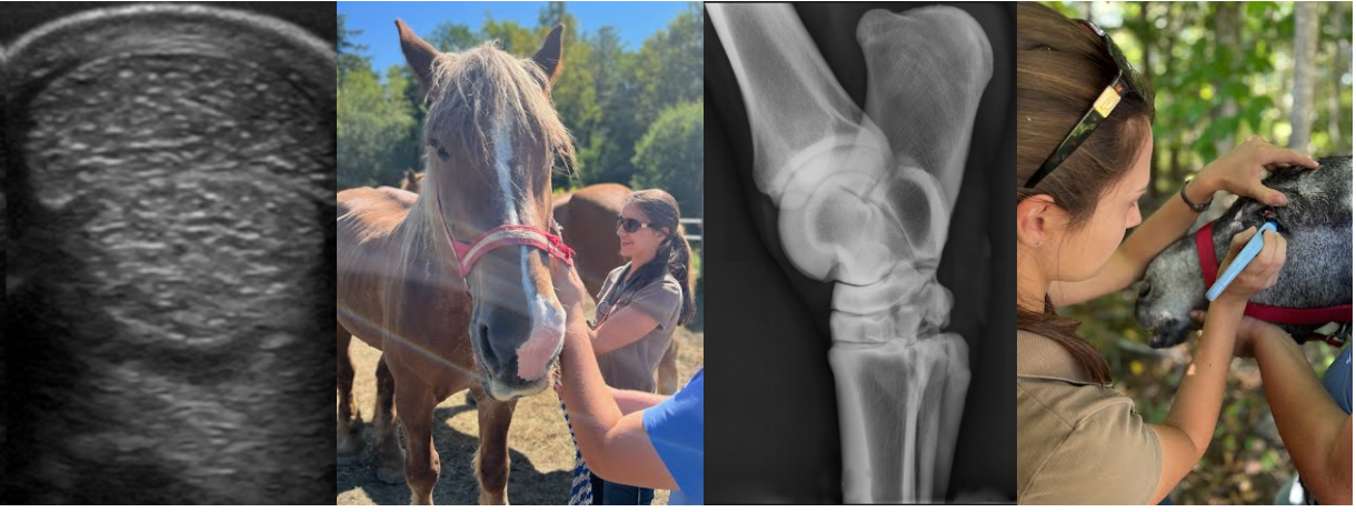 photo for website 2.PNG