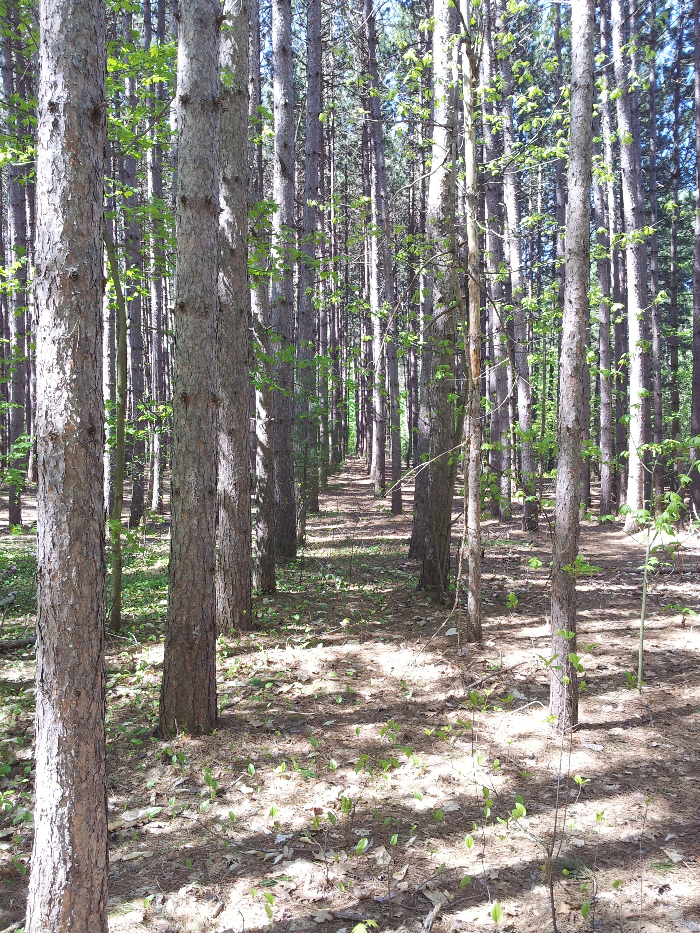 Replanted Canadian forest. So orderly! (Muskoka, 2013)