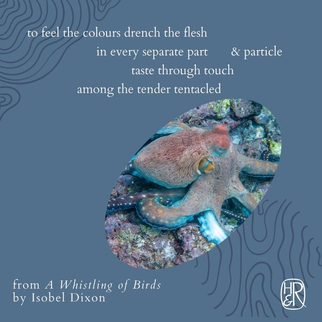 A Whistling of Birds_Fantasía for Small Octopus Orchestra.jpg