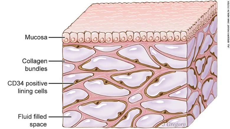 Interstitium.jpg