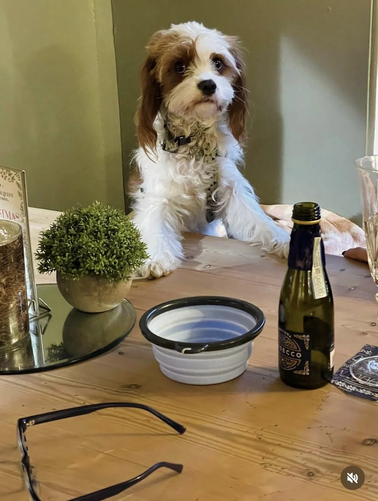 dog.jpg