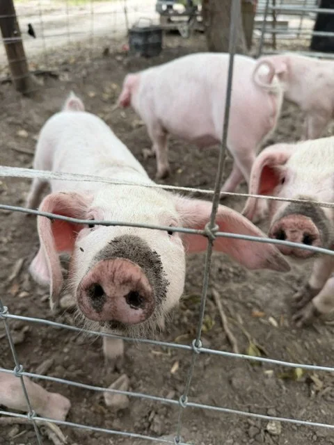 Pigs.jpeg