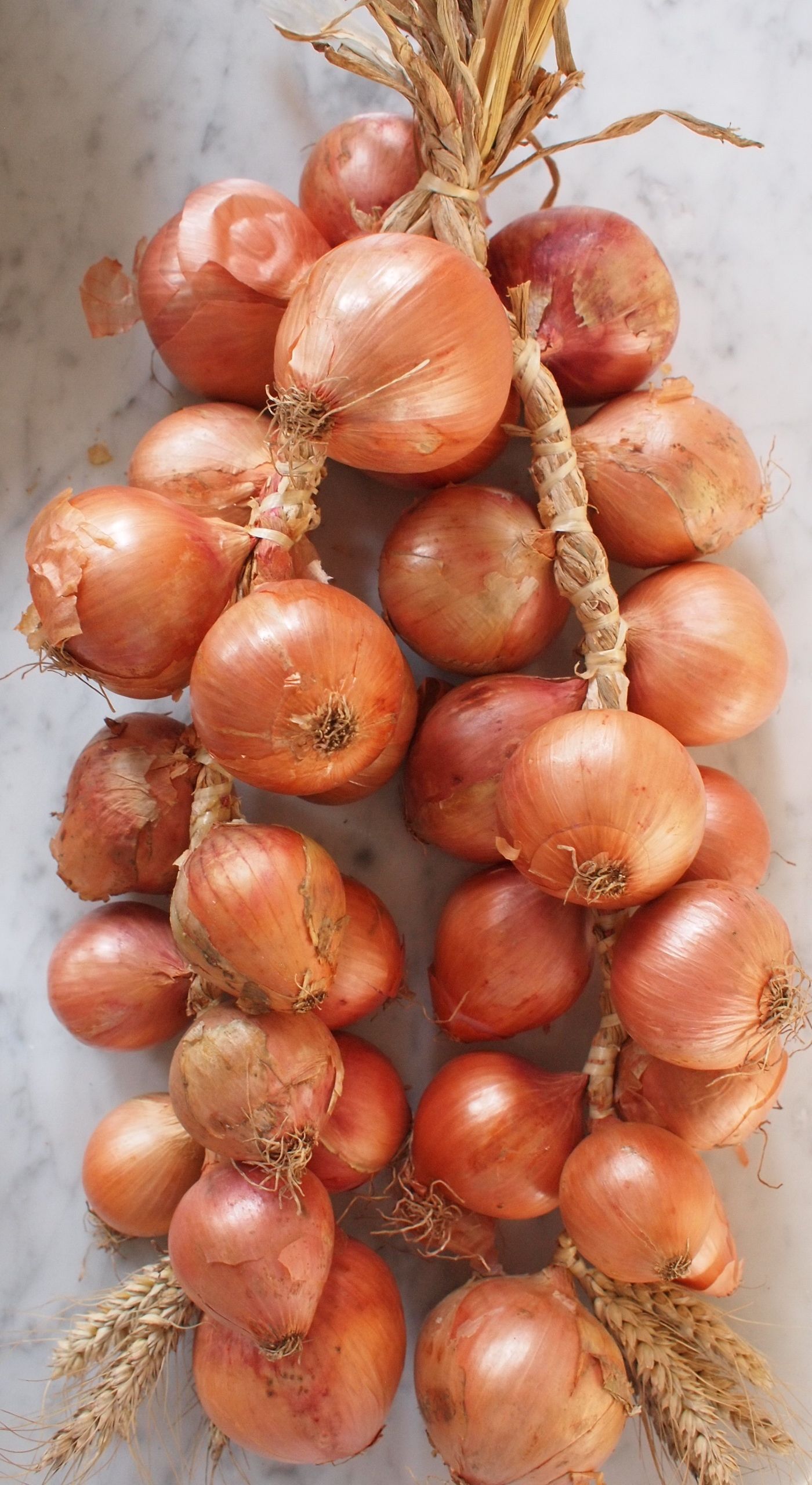 roscoff onions, well tressed