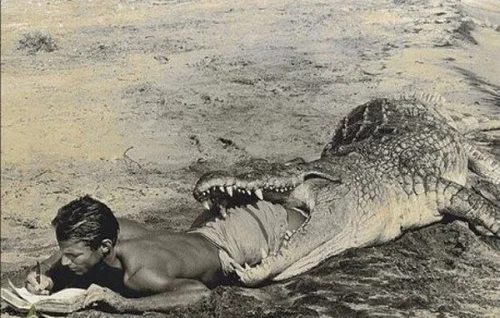imagesdear-diary-gator.jpg