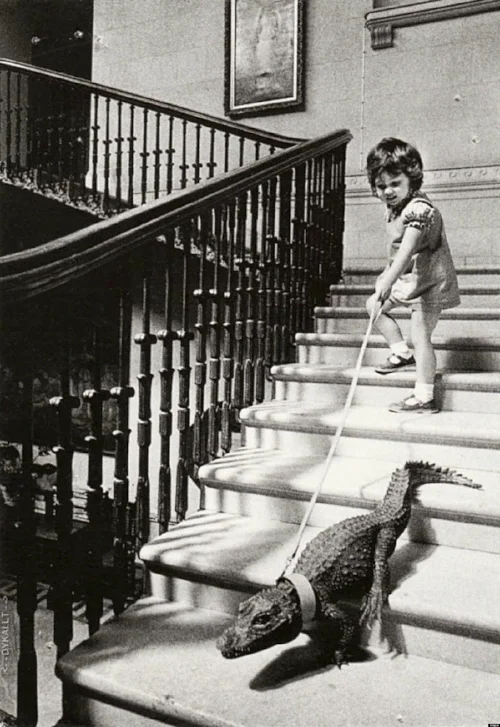 A+girl+walking+an+alligator+down+the+stairs,+c.+1960s.jpg
