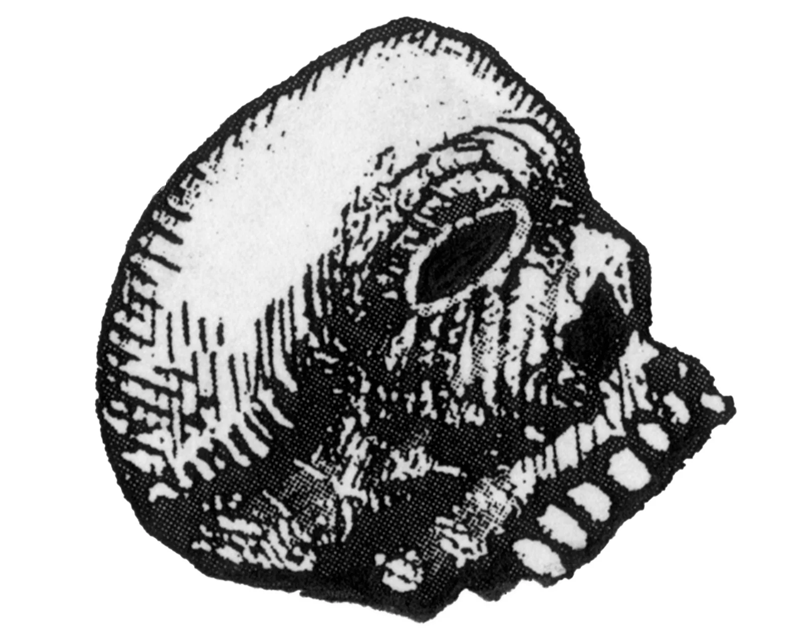 skull.jpg