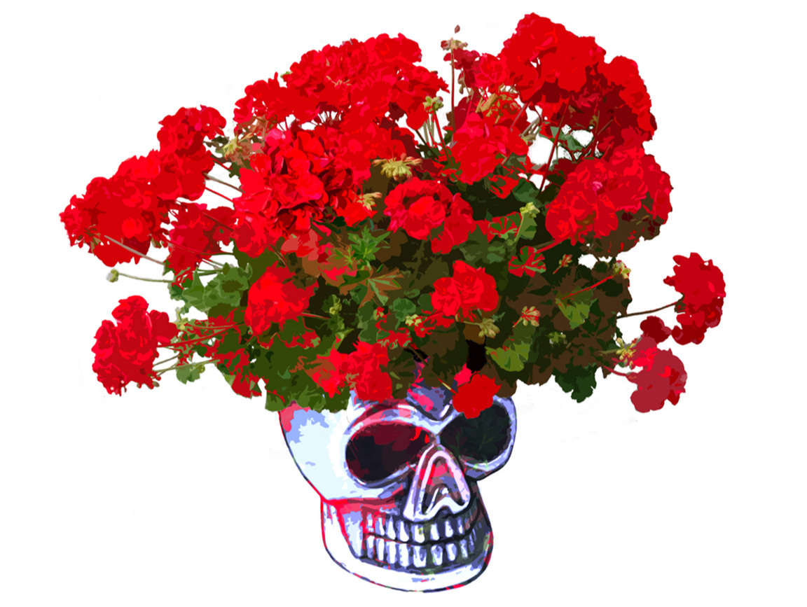 cranium-with-geranium2.jpg