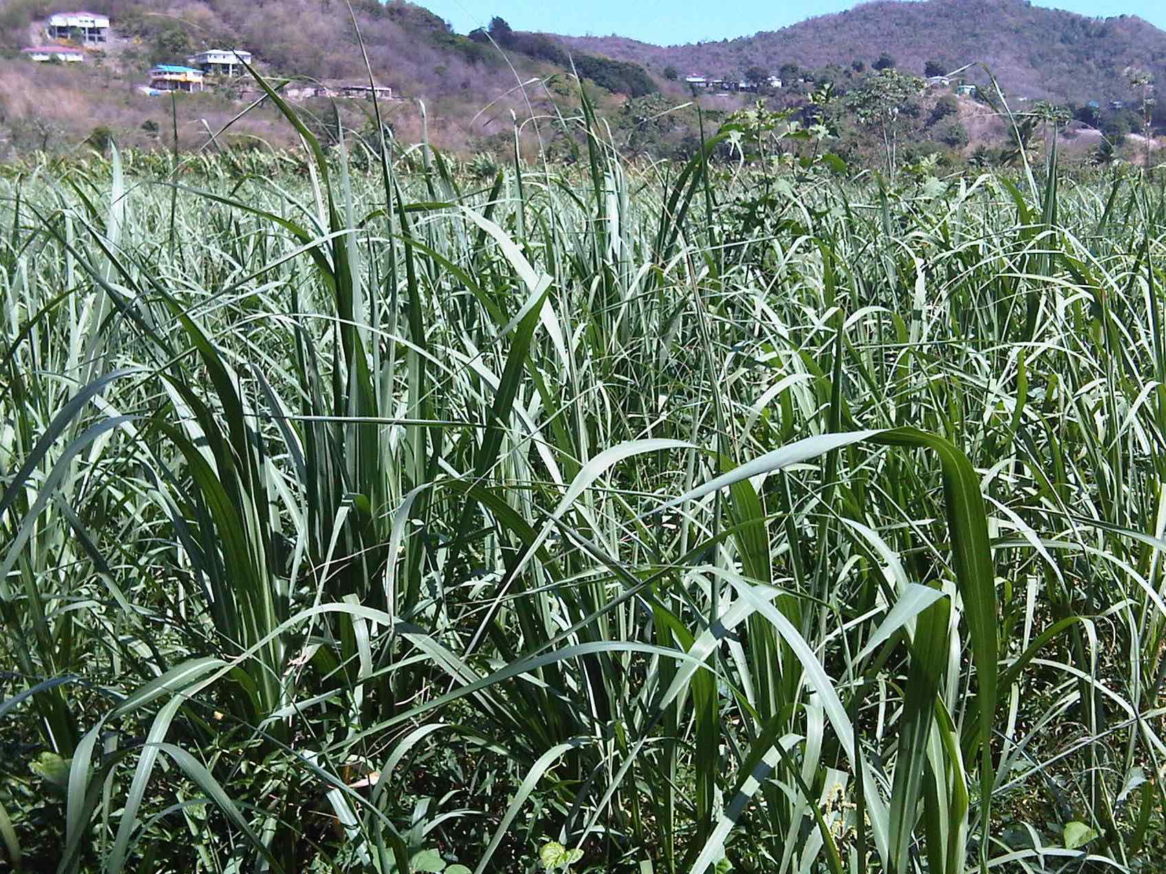Sugar cane