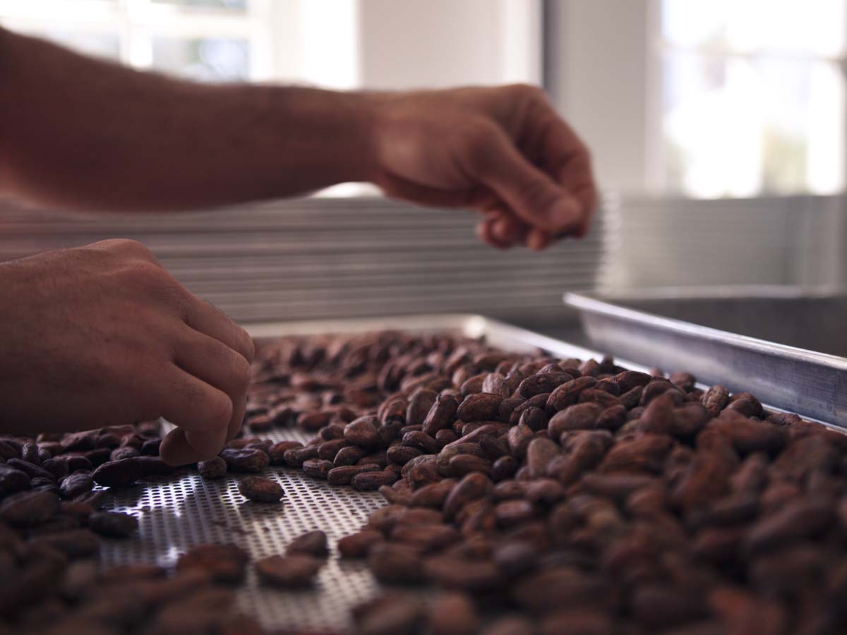  Raw cocoa beans are sorted by hand to remove defective and foreign debris (sticks, leaves, rocks, etc…). 