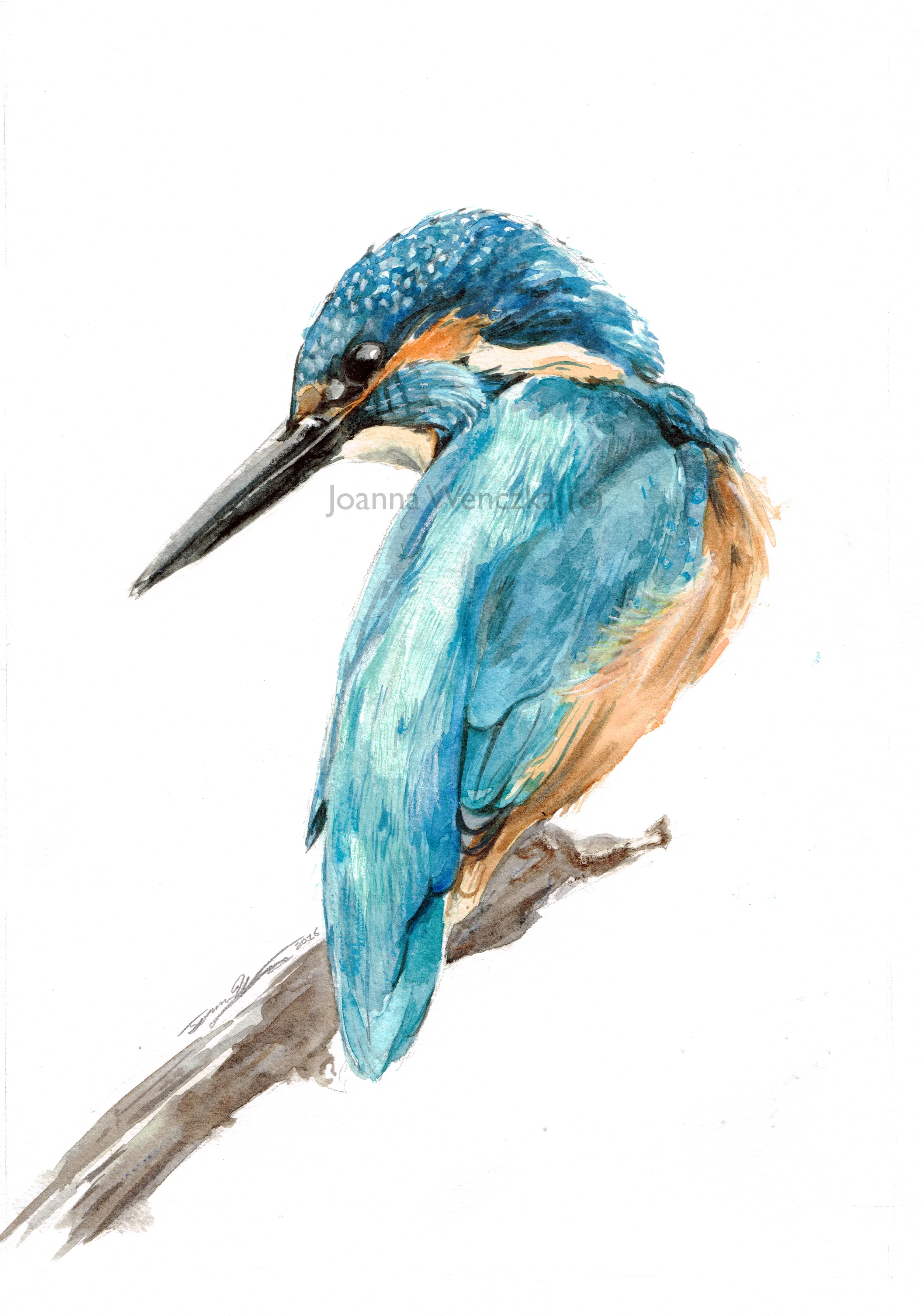 Elvis the Kingfisher