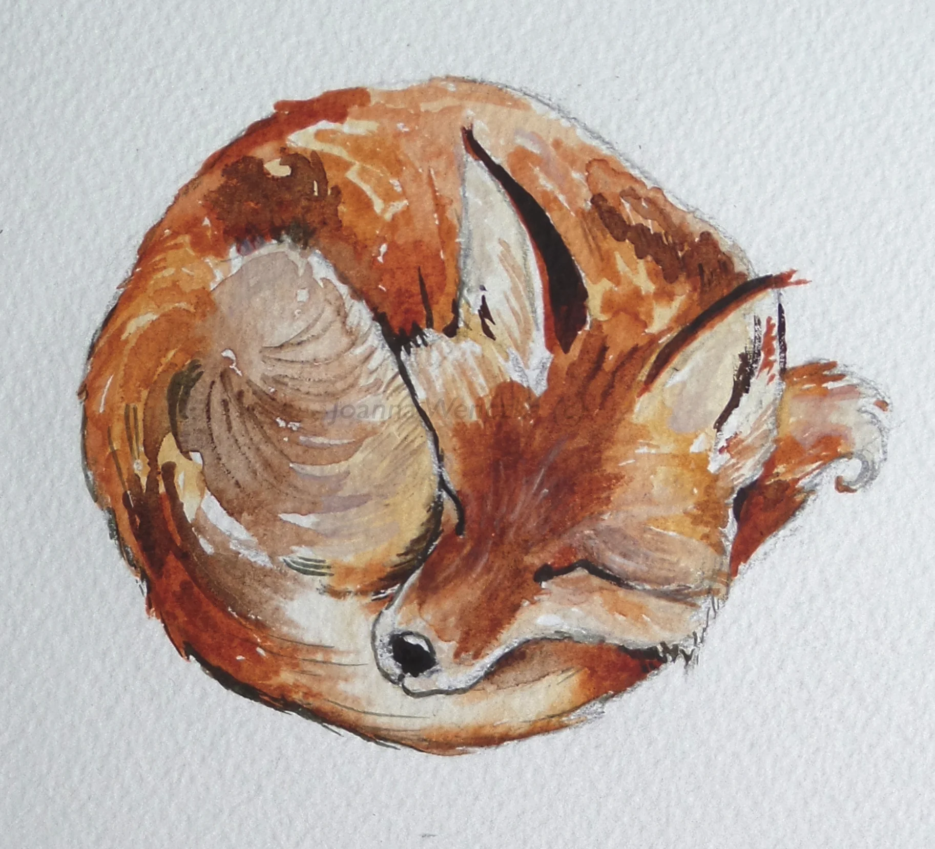 Foxy