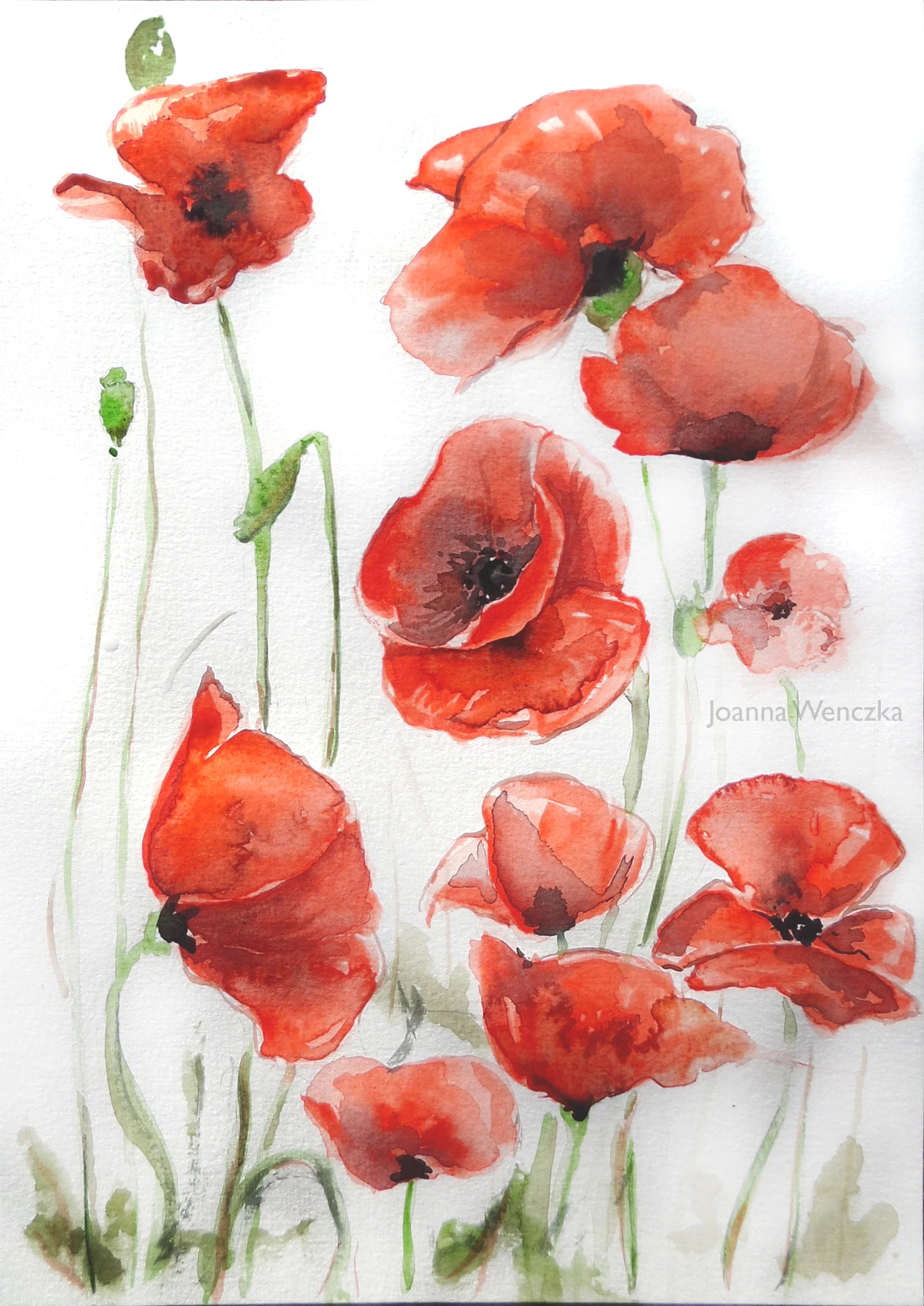 Poppies