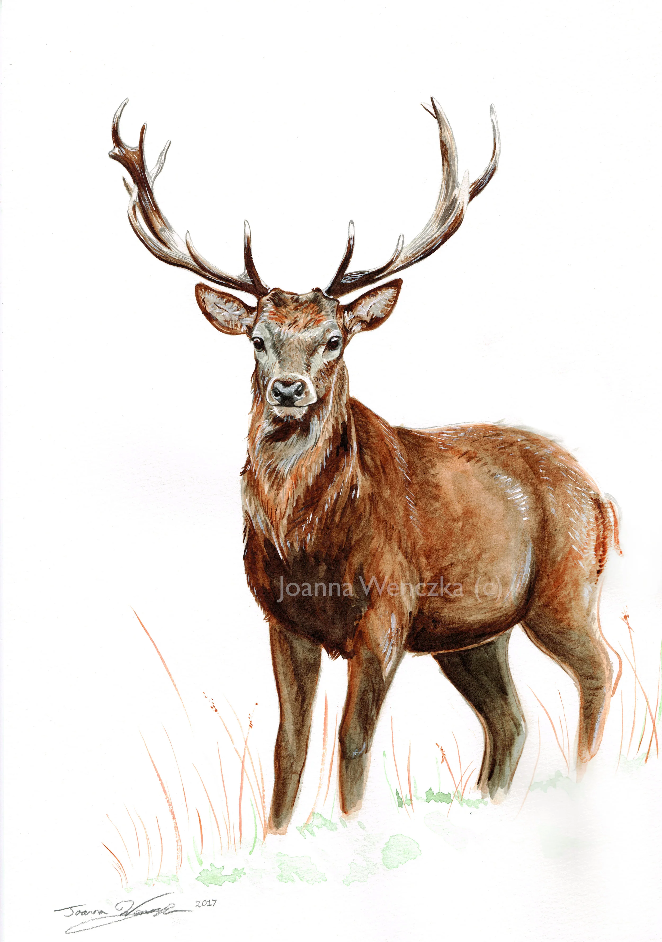 Highland Stag
