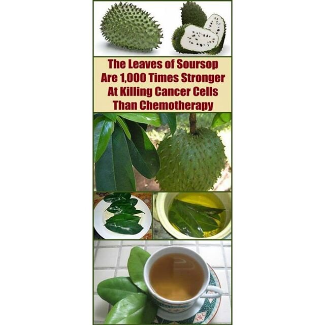 One of my most prized possessions is my #Soursop tree. It hasn't produced any fruit yet, but I harvest the leaves every fall, and use them to make tea throughout the year! Research the amazing health benefits of this tree and if you have the chance t