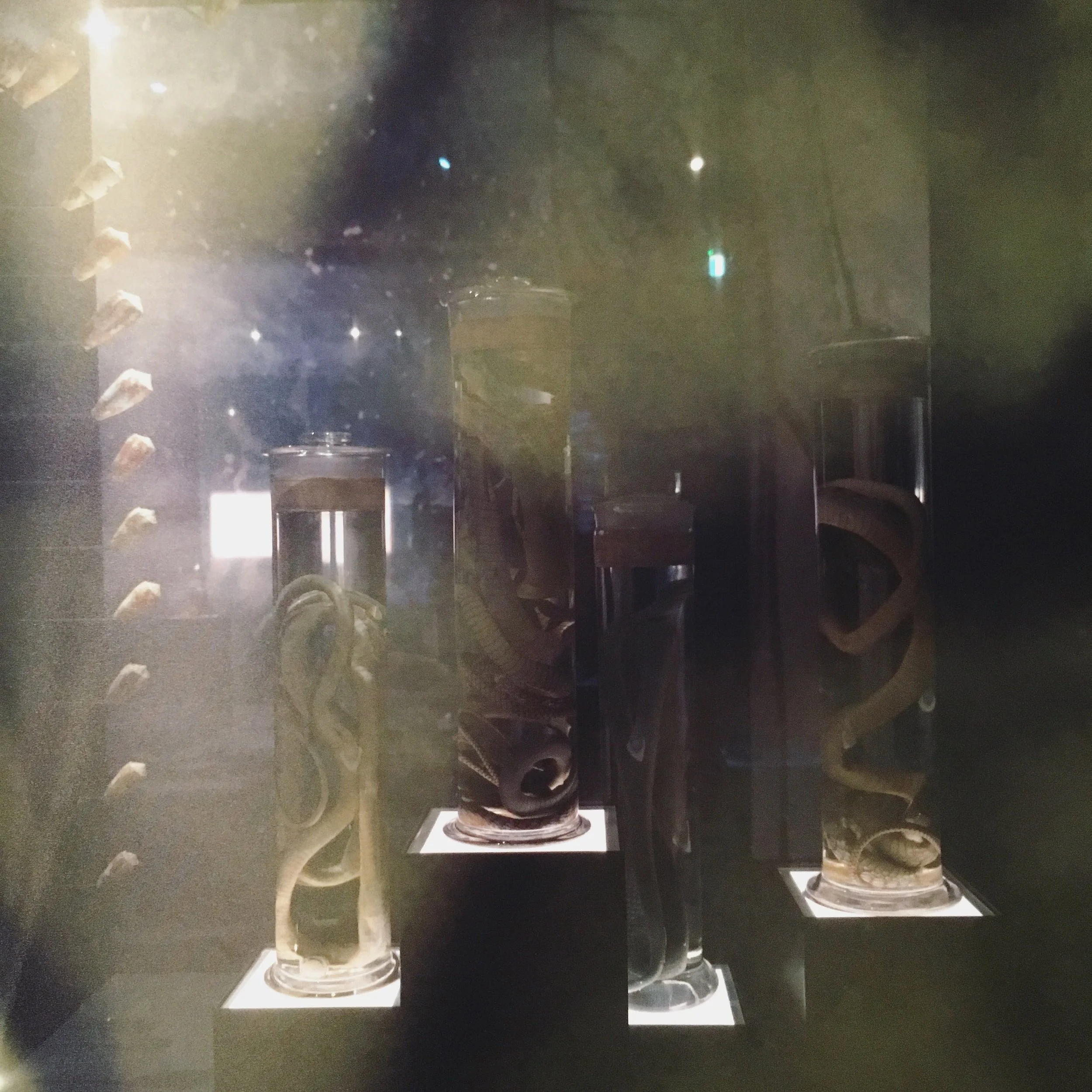 MLStudio_Venom_NHM_London_01.jpg