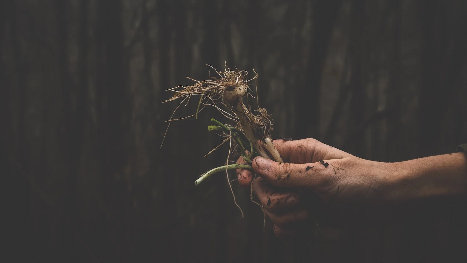 thrive-in-therapy-find-root.jpg