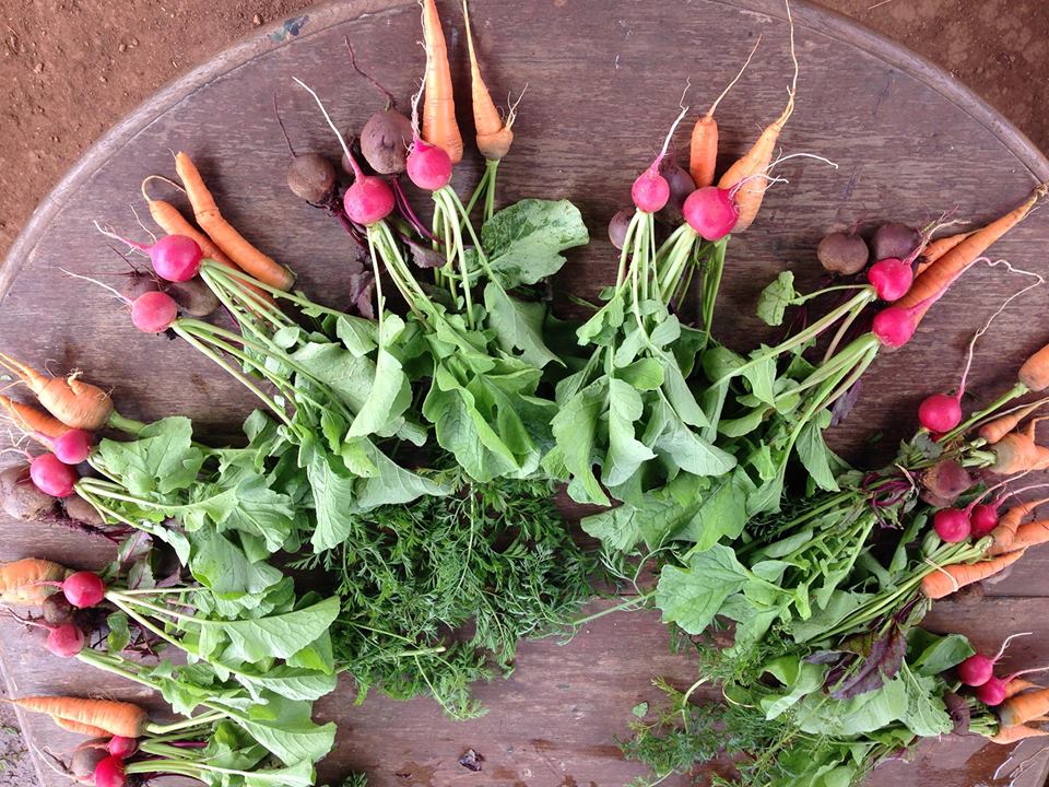 csa beets and carrots.jpeg