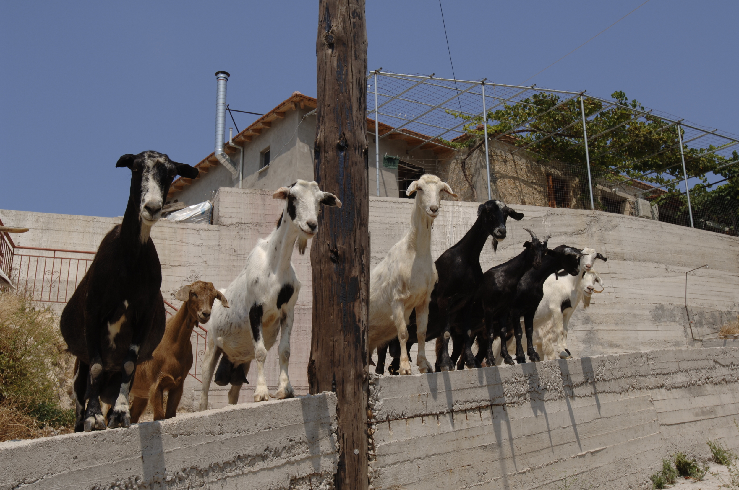  Geiten in de buurt van Preveza 