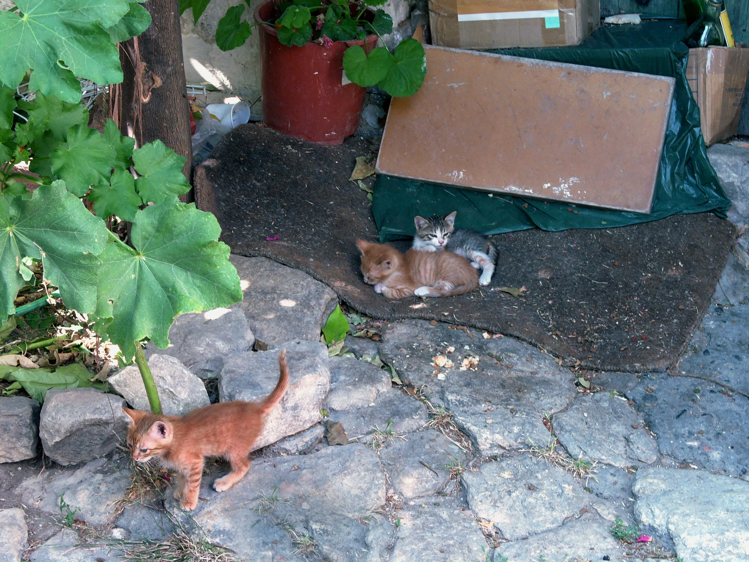 poesjes 2006031.jpg