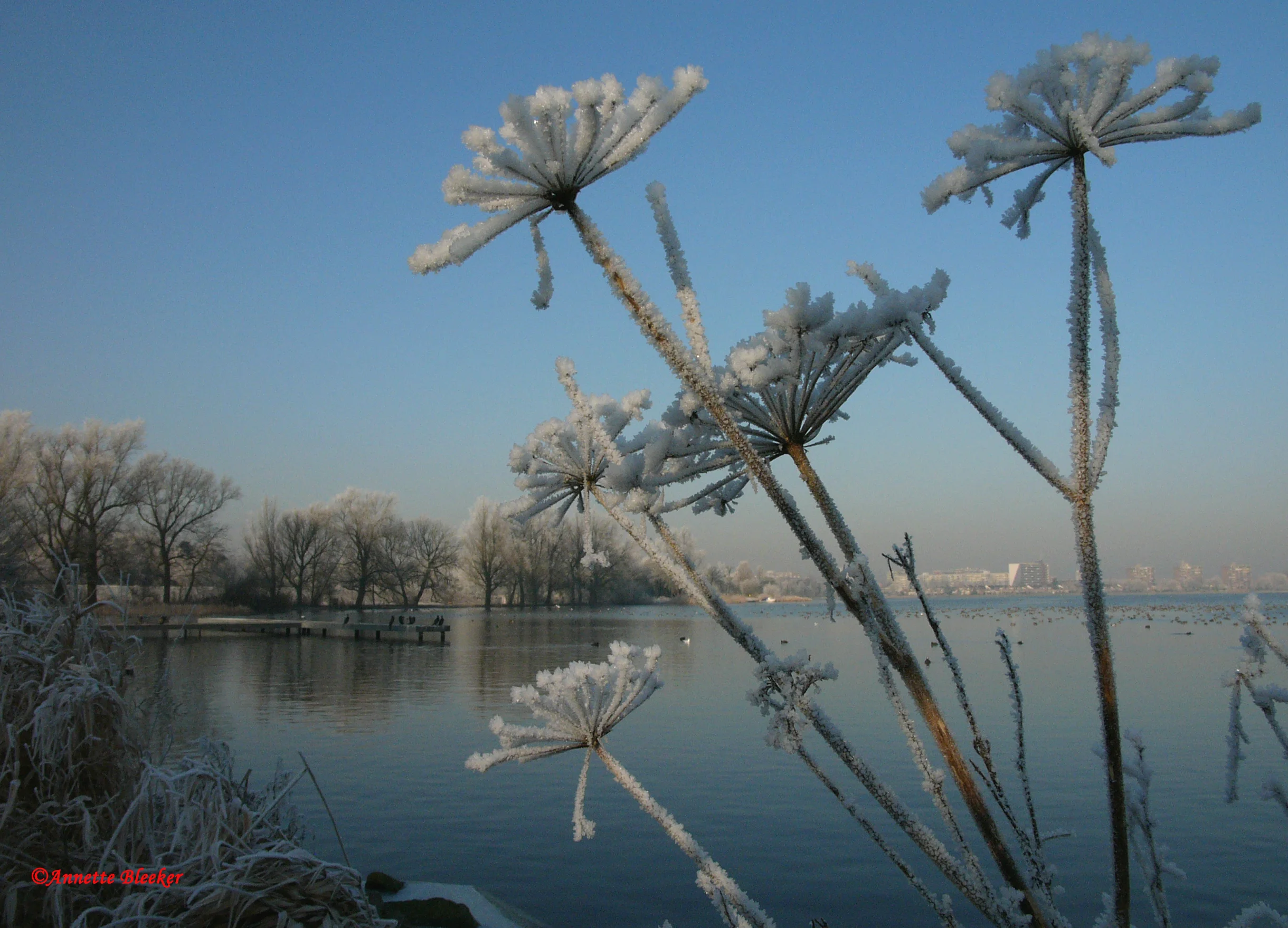 Alphenwinterjanuari2009.jpg