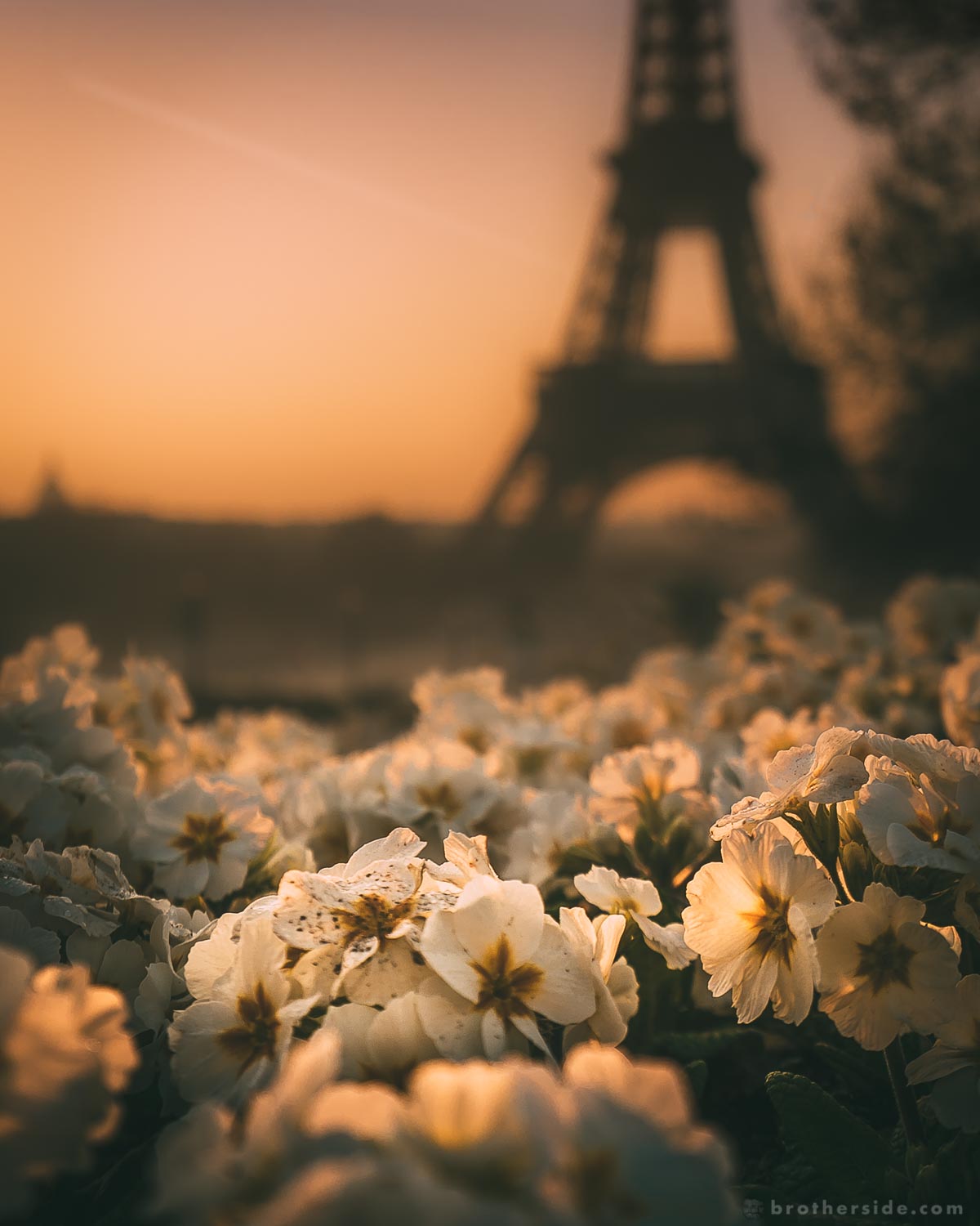 paris #travel #paris #parisaesthetic #aesthetic #sunrise #sunset #beautiful  #tea #mirror #book