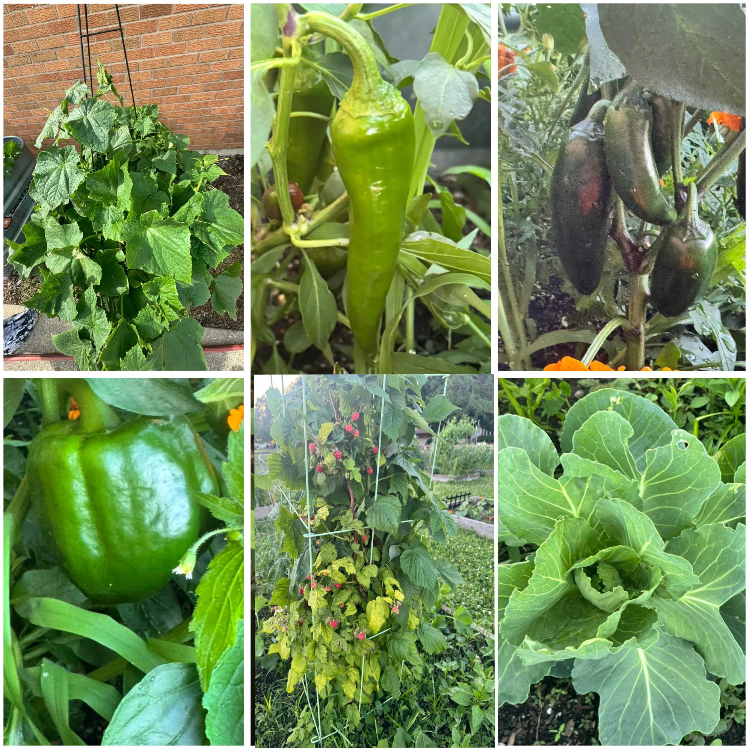 Our community gardens are thriving !