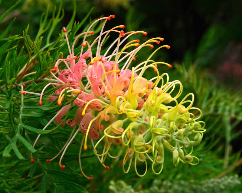 grevillea-x-peachesandcream-flower3.jpg