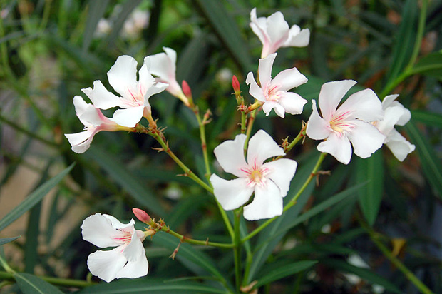 oleander_nerium_oleander-oleander.jpg