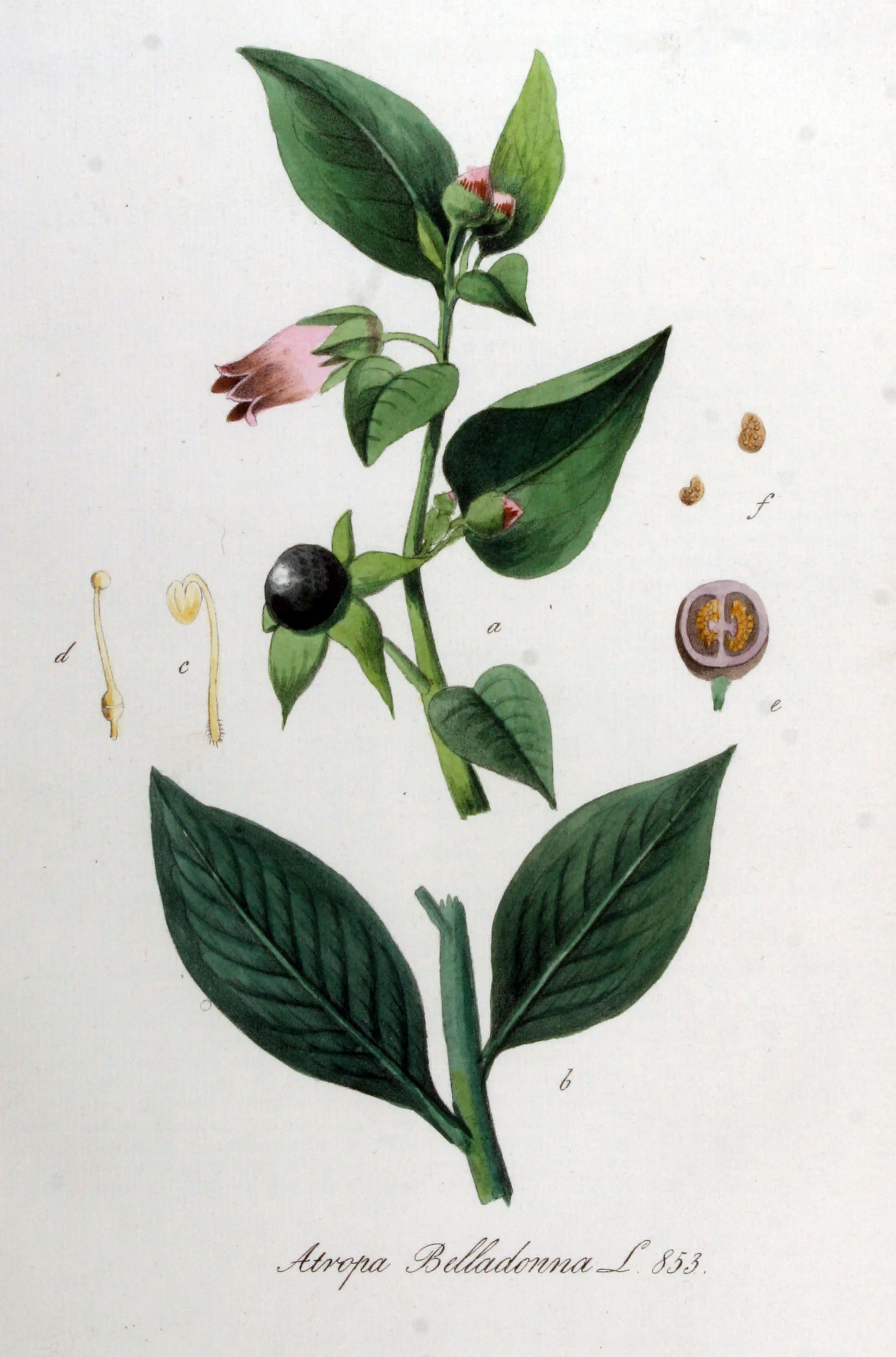 Atropa_belladonna_β_Flora_Batava_β_Volume_v11