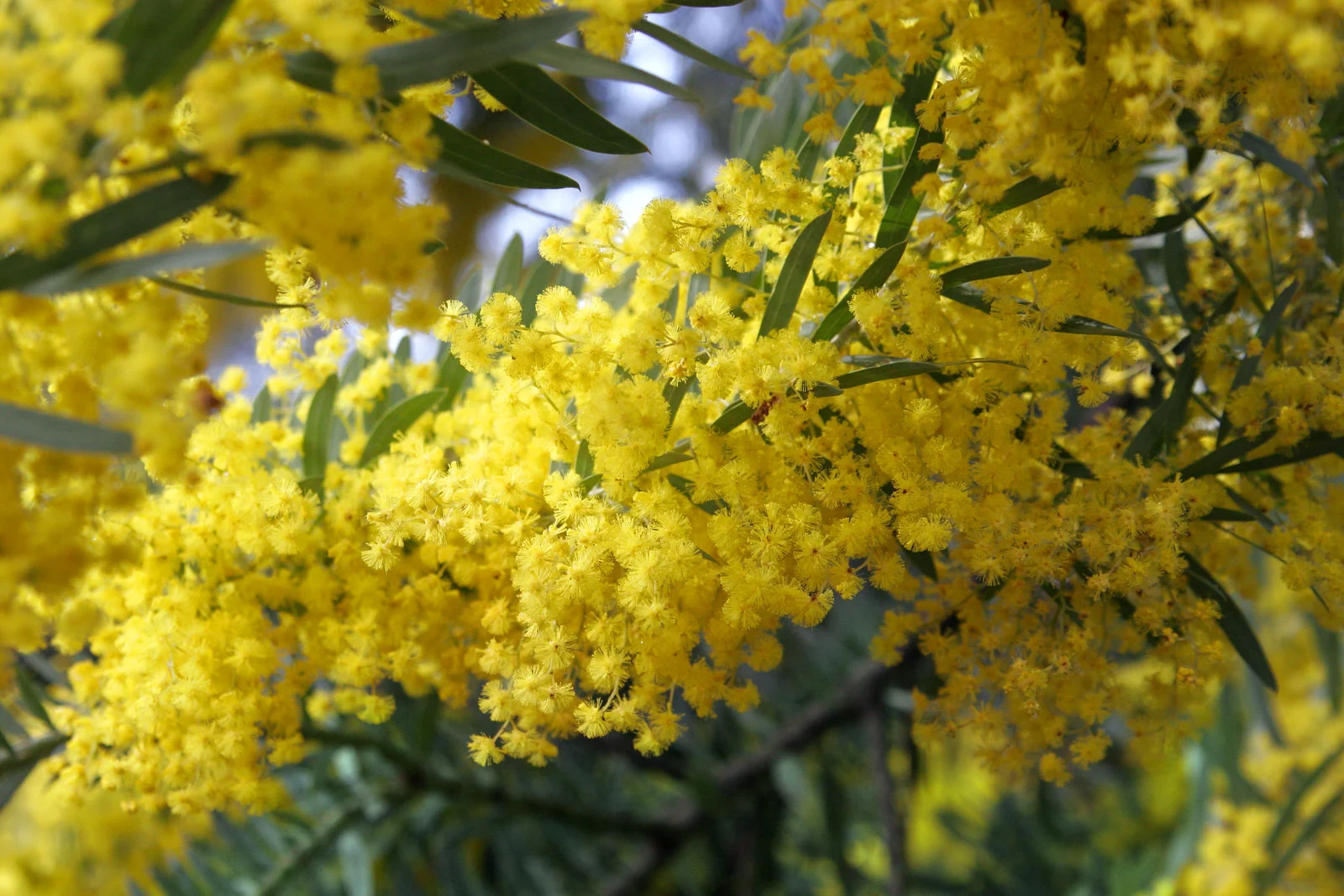 Acacia_covenyi02