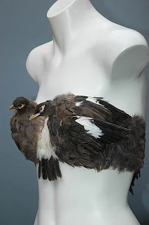 birdbra