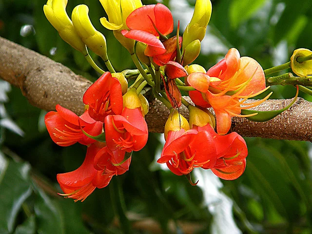blackbeantree