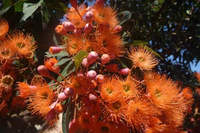 corymbia-ficifolia