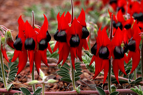 SturtsDesertPea_6781_m