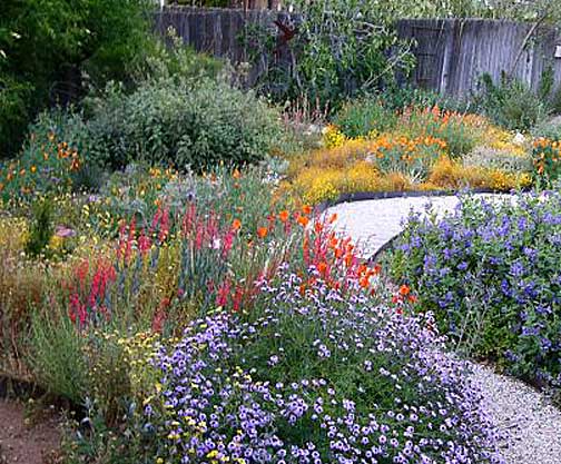 Native-Plants-Garden